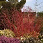 Cornus alba Sibirica