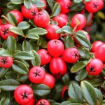 Cotoneaster