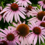 Echinacea