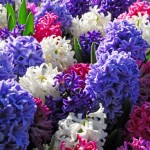 Hyacinths