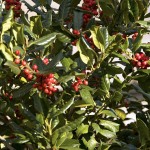 Ilex aquifolium J C Van Tol