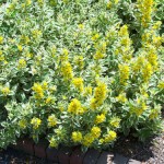 Lysimachia