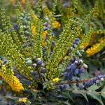 Mahonia Charity 