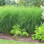 Miscanthus grasses