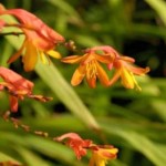 Montbretia