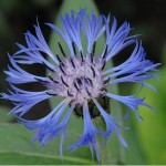 Perennial Cornflower