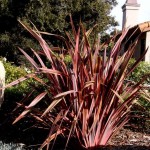 Phormium  Maori Chief