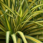 Phormium Yellow Wave