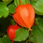 Physalis