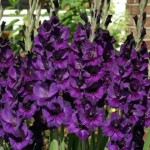 Purple Gladiolus