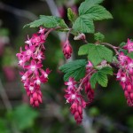 Ribes