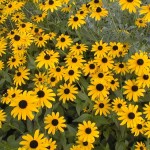 Rudbeckia