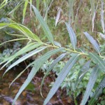Salix osier