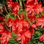 Schizostylis