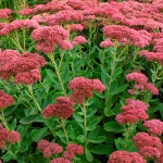 Sedum "Autumn Joy"