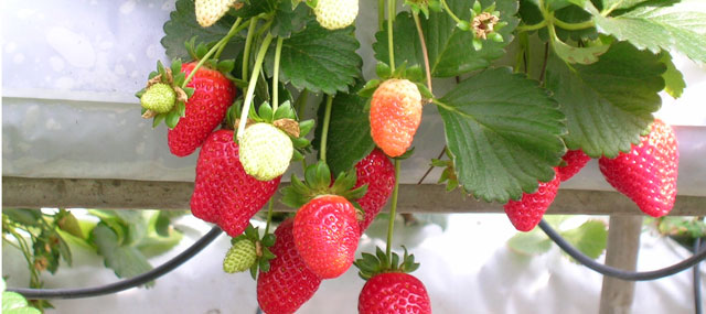 Organic Garden Tips September – Strawberries