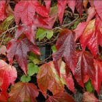 Virginia Creeper