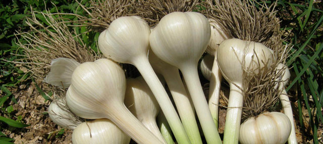 Organic Garden Tips October November – Grow Your Own Garlic