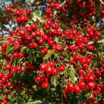 Hawthorn in Berry