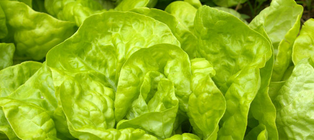 Organic Garden Tips April – April showers bring May salads