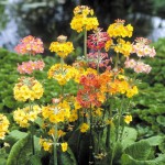 Primula Candelabra