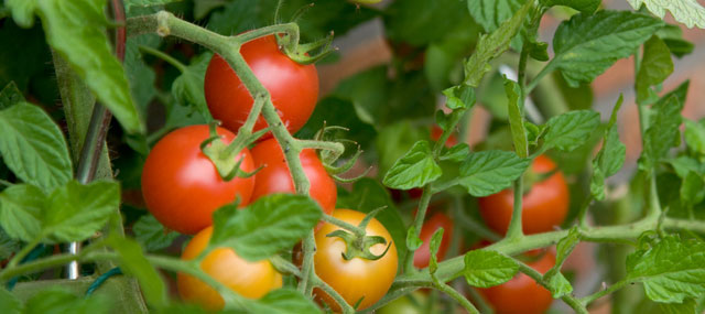 tomato-plant